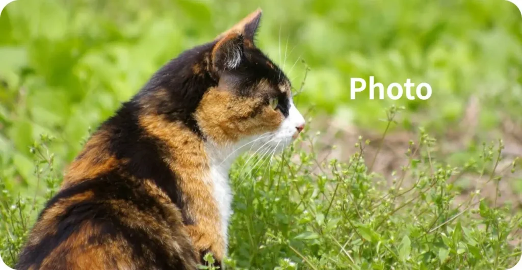 SoraUmiが撮った写真のギャラリー用。草原の猫の写真。
